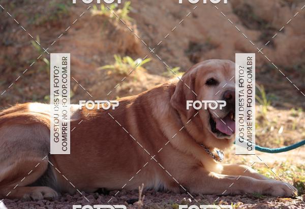 Compra tus fotos del evento1� ArraiAU Pet Guia 4Patas Online En Fotop