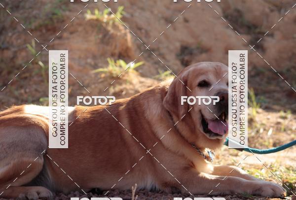 Compra tus fotos del evento1� ArraiAU Pet Guia 4Patas Online En Fotop