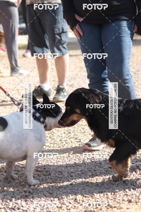 Compra tus fotos del evento1� ArraiAU Pet Guia 4Patas Online En Fotop