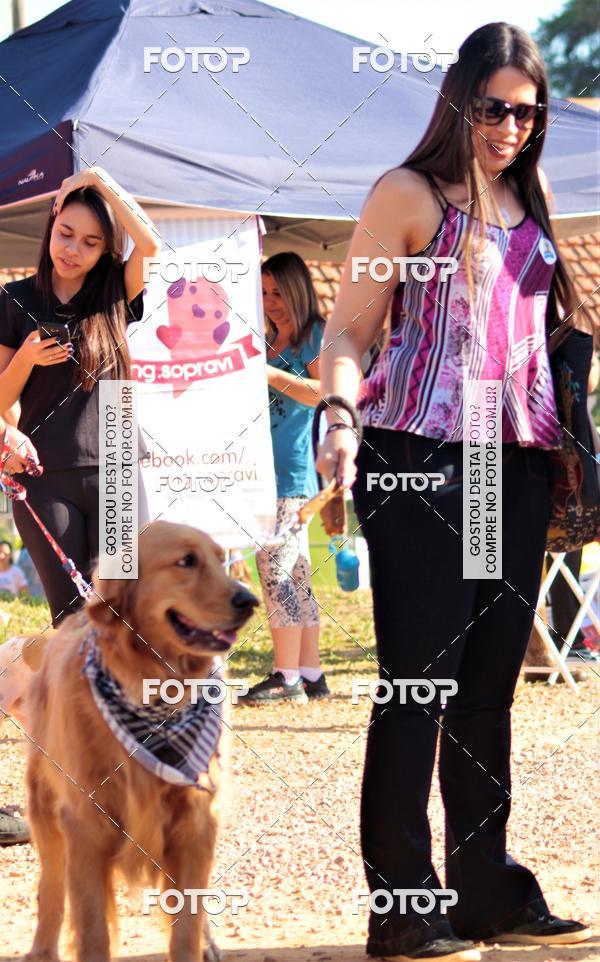 Buy your photos of the event1� ArraiAU Pet Guia 4Patas Online on Fotop