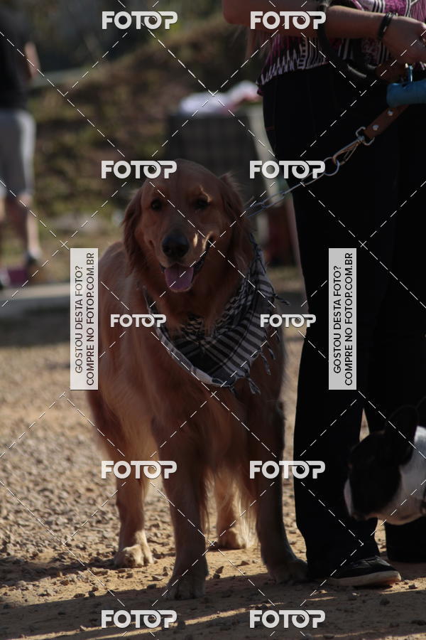 Compra tus fotos del evento1� ArraiAU Pet Guia 4Patas Online En Fotop