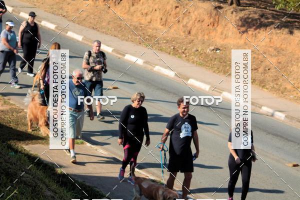 Buy your photos of the event1� ArraiAU Pet Guia 4Patas Online on Fotop