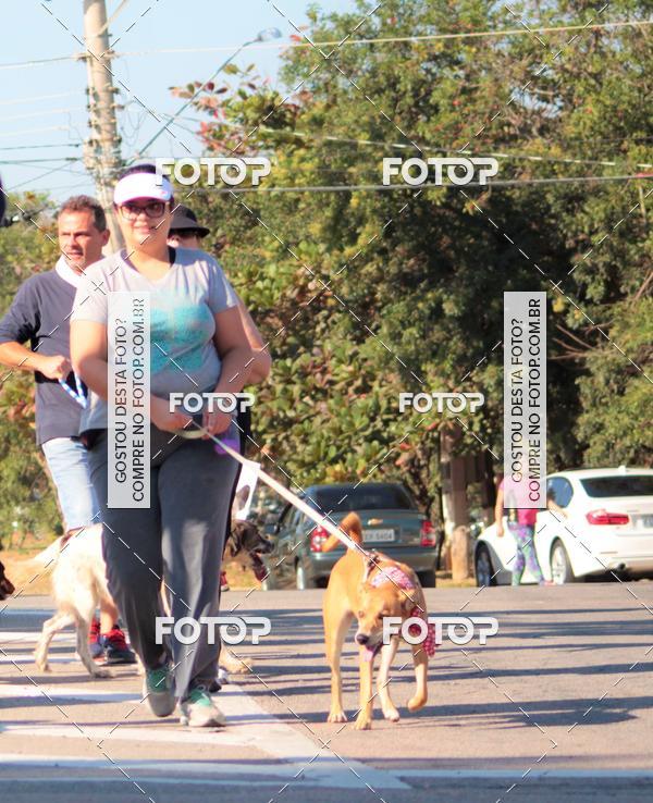 Buy your photos of the event1� ArraiAU Pet Guia 4Patas Online on Fotop