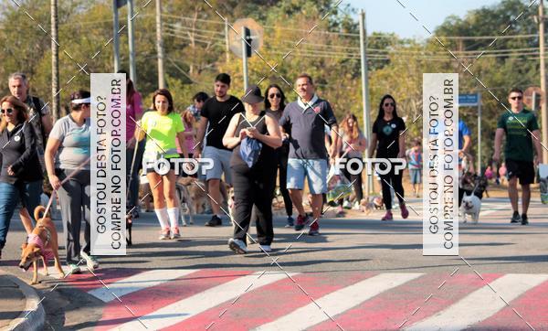 Buy your photos of the event1� ArraiAU Pet Guia 4Patas Online on Fotop