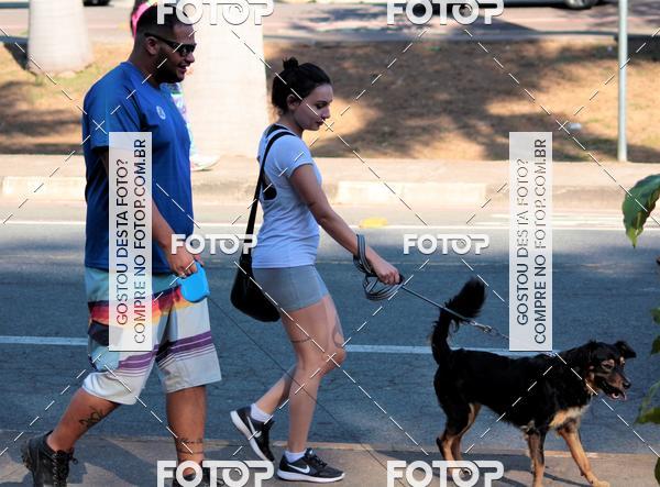 Buy your photos of the event1� ArraiAU Pet Guia 4Patas Online on Fotop