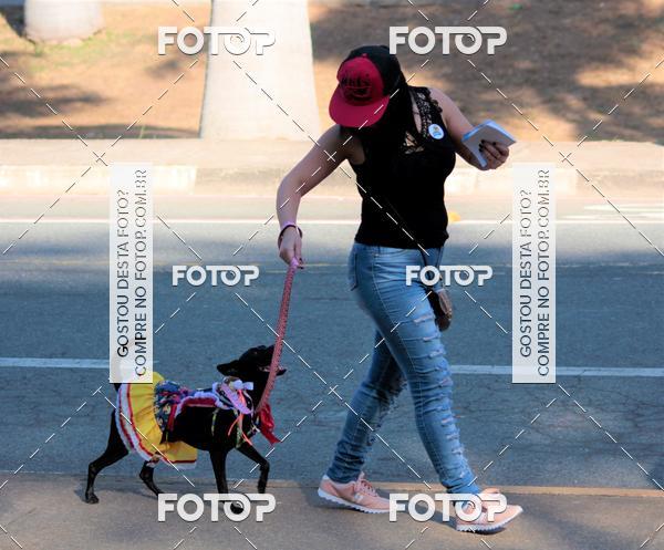 Buy your photos of the event1� ArraiAU Pet Guia 4Patas Online on Fotop