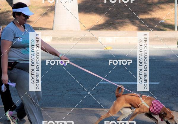 Buy your photos of the event1� ArraiAU Pet Guia 4Patas Online on Fotop