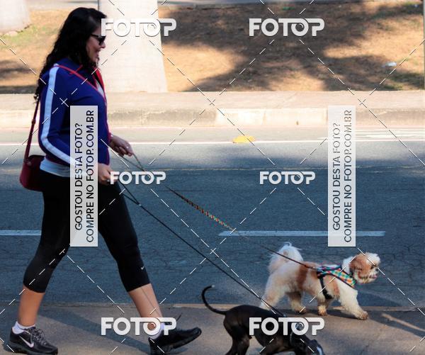 Buy your photos of the event1� ArraiAU Pet Guia 4Patas Online on Fotop