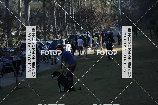 Buy your photos of the event1� ArraiAU Pet Guia 4Patas Online on Fotop