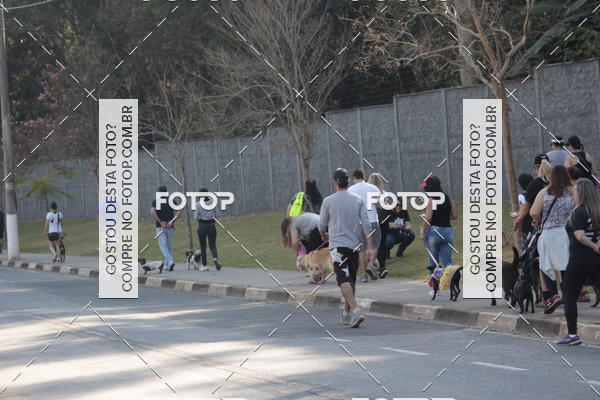 Buy your photos of the event1� ArraiAU Pet Guia 4Patas Online on Fotop