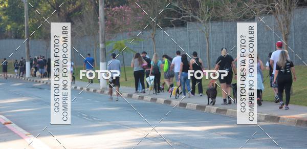 Buy your photos of the event1� ArraiAU Pet Guia 4Patas Online on Fotop