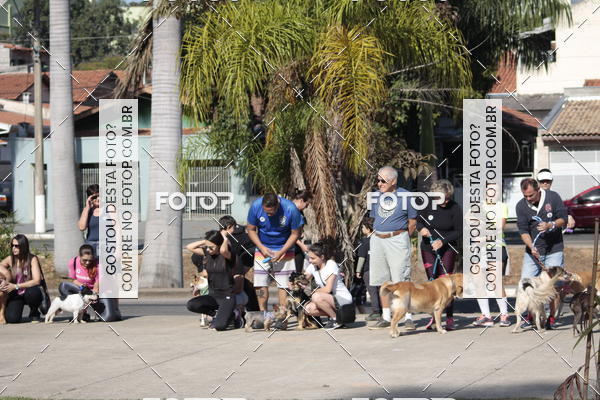 Buy your photos of the event1� ArraiAU Pet Guia 4Patas Online on Fotop