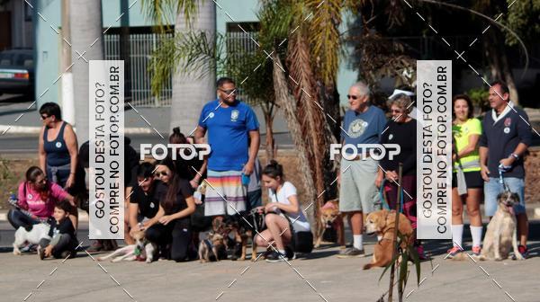 Buy your photos of the event1� ArraiAU Pet Guia 4Patas Online on Fotop