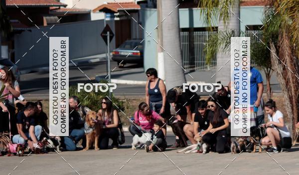 Buy your photos of the event1� ArraiAU Pet Guia 4Patas Online on Fotop