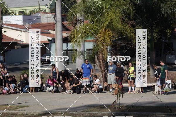Buy your photos of the event1� ArraiAU Pet Guia 4Patas Online on Fotop