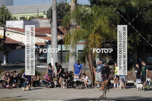 Buy your photos of the event1� ArraiAU Pet Guia 4Patas Online on Fotop