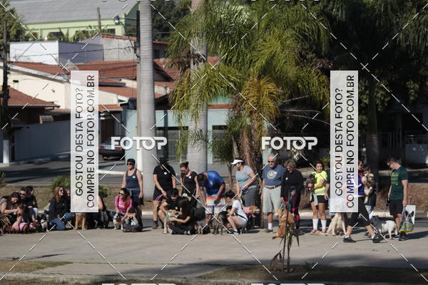 Buy your photos of the event1� ArraiAU Pet Guia 4Patas Online on Fotop