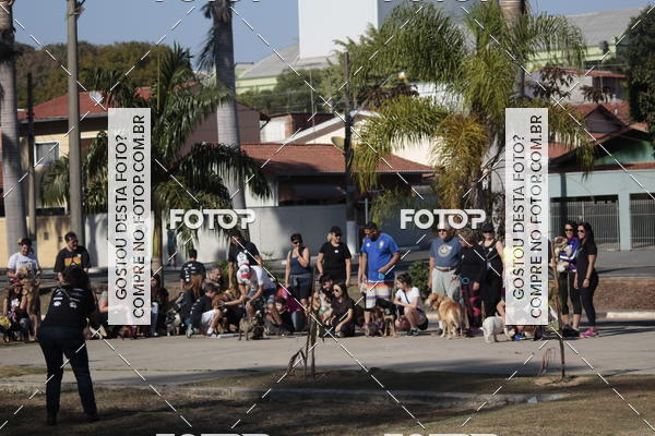 Buy your photos of the event1� ArraiAU Pet Guia 4Patas Online on Fotop