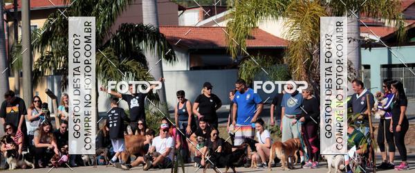 Buy your photos of the event1� ArraiAU Pet Guia 4Patas Online on Fotop