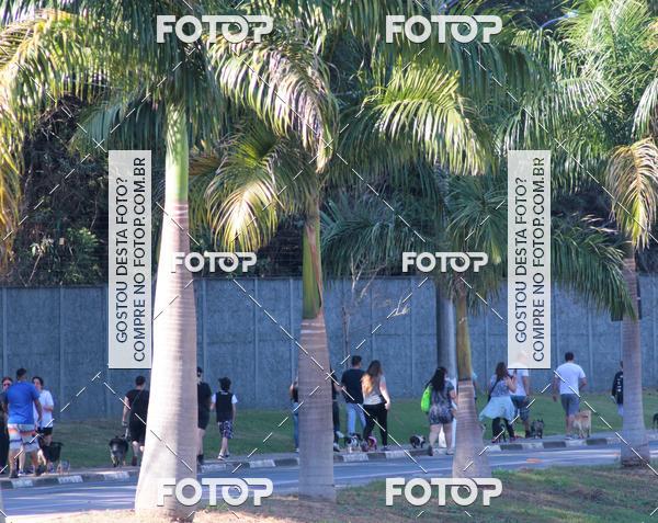 Buy your photos of the event1� ArraiAU Pet Guia 4Patas Online on Fotop