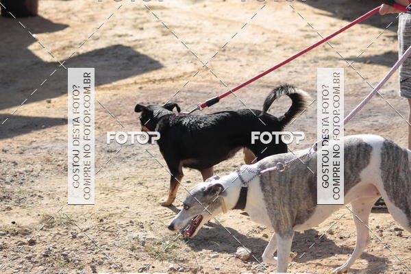Compra tus fotos del evento1� ArraiAU Pet Guia 4Patas Online En Fotop
