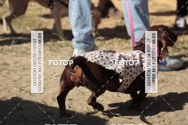 Compra tus fotos del evento1� ArraiAU Pet Guia 4Patas Online En Fotop