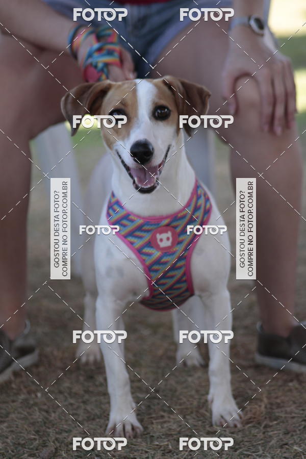Compra tus fotos del evento1� ArraiAU Pet Guia 4Patas Online En Fotop
