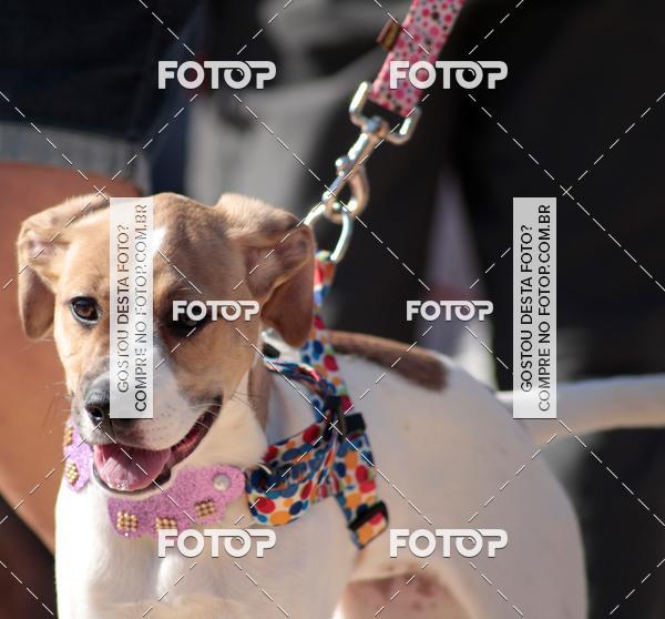 Compra tus fotos del evento1� ArraiAU Pet Guia 4Patas Online En Fotop