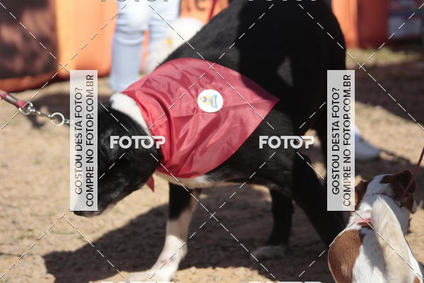 Compra tus fotos del evento1� ArraiAU Pet Guia 4Patas Online En Fotop