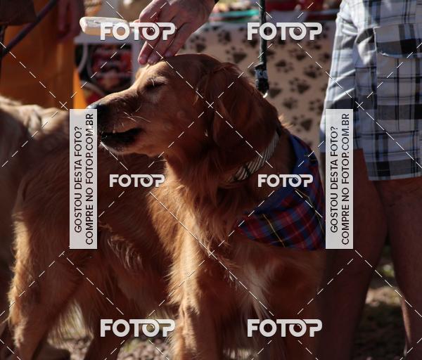 Compra tus fotos del evento1� ArraiAU Pet Guia 4Patas Online En Fotop