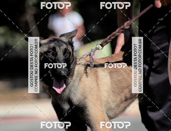 Compra tus fotos del evento1� ArraiAU Pet Guia 4Patas Online En Fotop