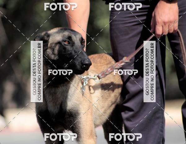 Compra tus fotos del evento1� ArraiAU Pet Guia 4Patas Online En Fotop