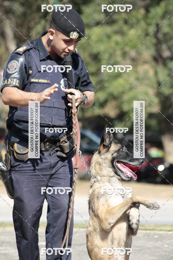 Compra tus fotos del evento1� ArraiAU Pet Guia 4Patas Online En Fotop