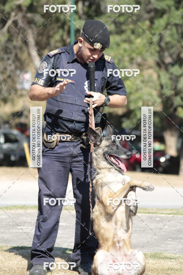 Compra tus fotos del evento1� ArraiAU Pet Guia 4Patas Online En Fotop