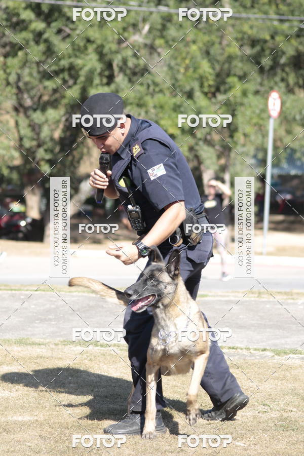 Compra tus fotos del evento1� ArraiAU Pet Guia 4Patas Online En Fotop