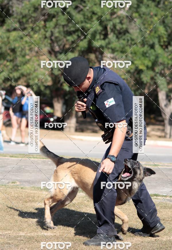 Compra tus fotos del evento1� ArraiAU Pet Guia 4Patas Online En Fotop