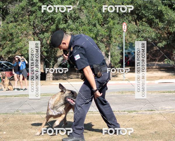 Compra tus fotos del evento1� ArraiAU Pet Guia 4Patas Online En Fotop