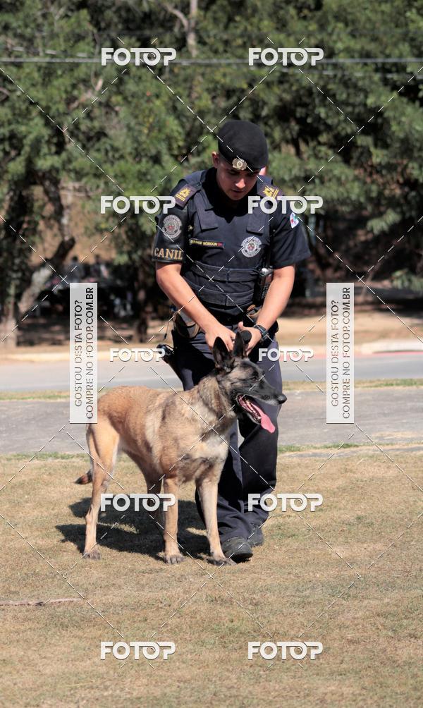 Compra tus fotos del evento1� ArraiAU Pet Guia 4Patas Online En Fotop