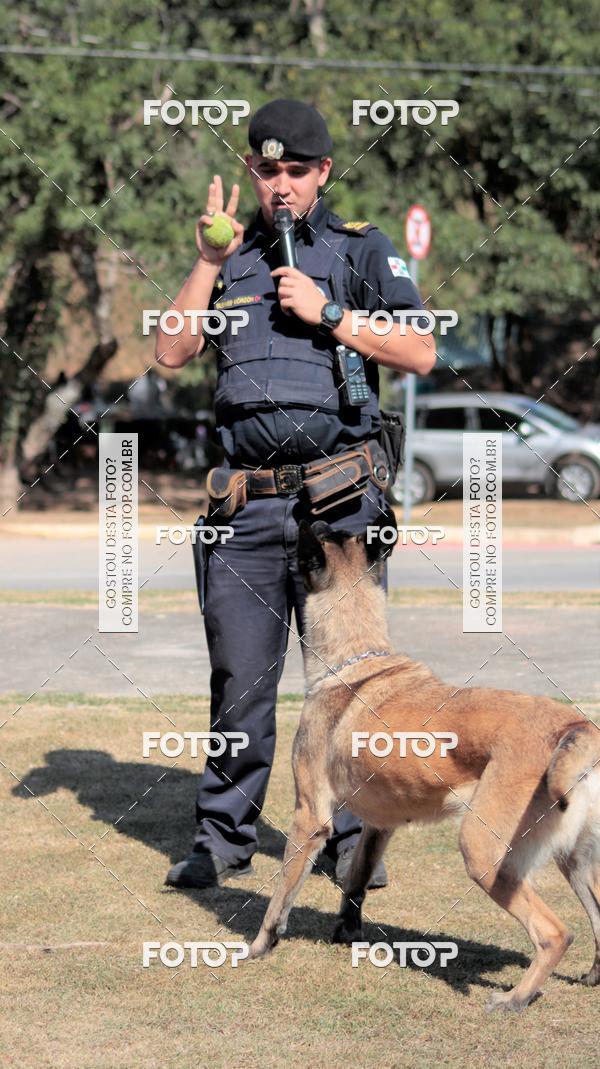 Compra tus fotos del evento1� ArraiAU Pet Guia 4Patas Online En Fotop