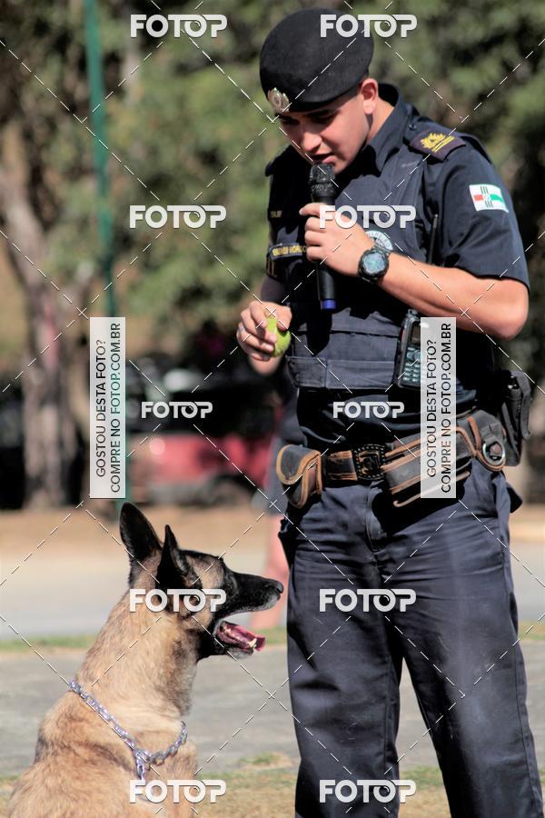 Compra tus fotos del evento1� ArraiAU Pet Guia 4Patas Online En Fotop