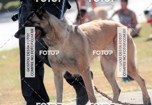 Compra tus fotos del evento1� ArraiAU Pet Guia 4Patas Online En Fotop