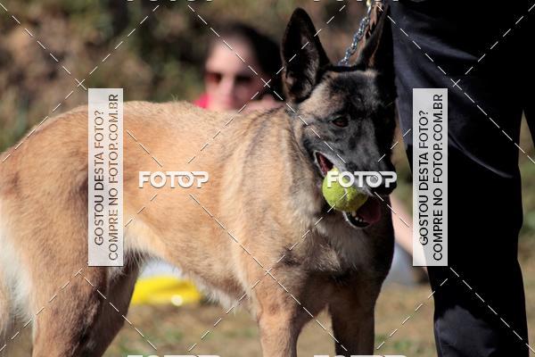 Compra tus fotos del evento1� ArraiAU Pet Guia 4Patas Online En Fotop