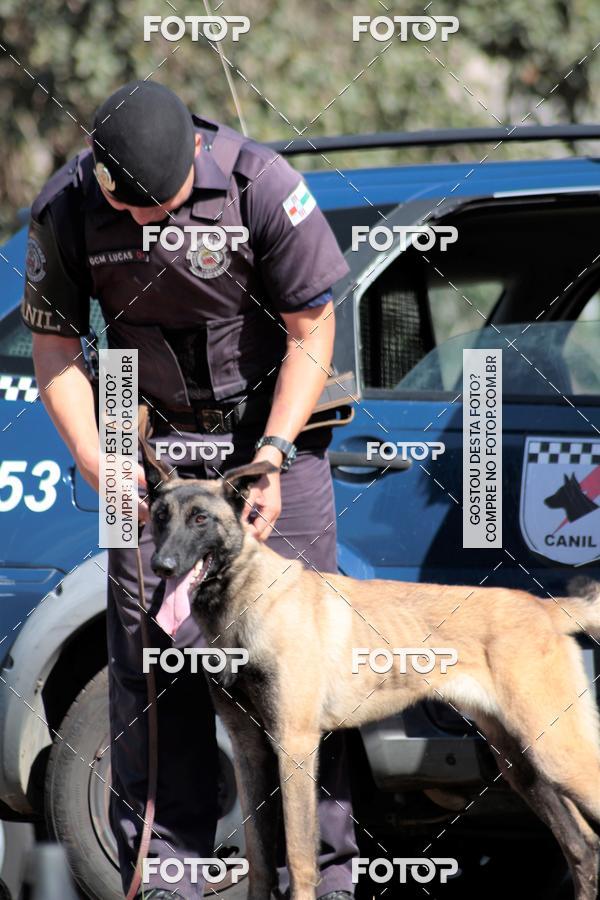 Compra tus fotos del evento1� ArraiAU Pet Guia 4Patas Online En Fotop