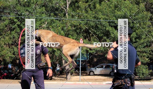 Compra tus fotos del evento1� ArraiAU Pet Guia 4Patas Online En Fotop