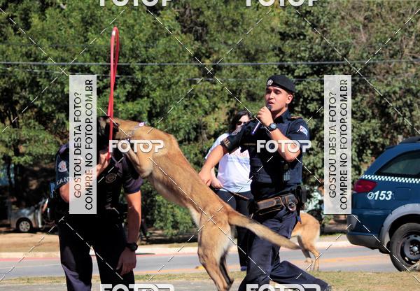 Compra tus fotos del evento1� ArraiAU Pet Guia 4Patas Online En Fotop