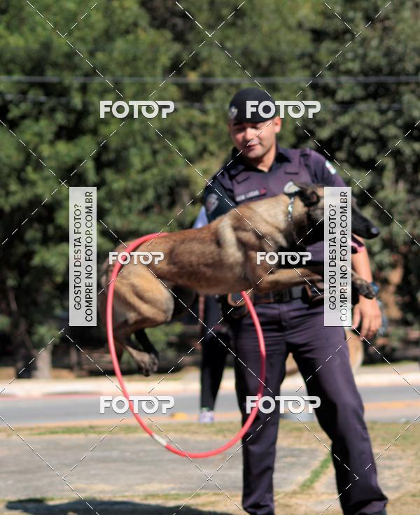 Compra tus fotos del evento1� ArraiAU Pet Guia 4Patas Online En Fotop