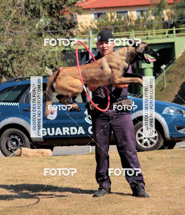 Compra tus fotos del evento1� ArraiAU Pet Guia 4Patas Online En Fotop