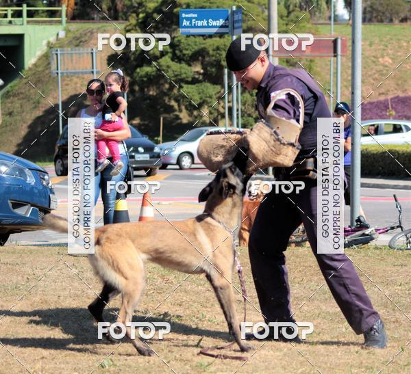 Compra tus fotos del evento1� ArraiAU Pet Guia 4Patas Online En Fotop
