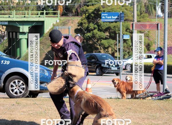 Compra tus fotos del evento1� ArraiAU Pet Guia 4Patas Online En Fotop