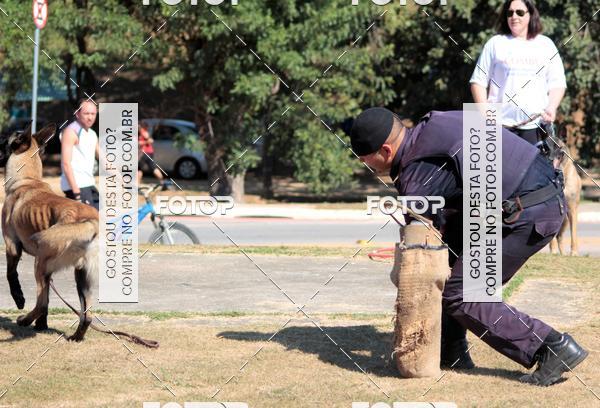 Compra tus fotos del evento1� ArraiAU Pet Guia 4Patas Online En Fotop